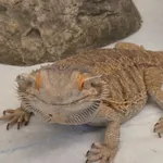 Znaleziono zwierzę, Lublin, 13 marca 2026