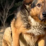 Pies do adopcji, Pieczyska, 25 marca 2026