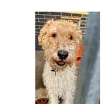 Znaleziono psa, Wrocław, 1 marca 2026