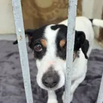 Znaleziono psa, Radom, 26 marca 2026