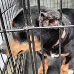 Znaleziono psa, Radom, 26 marca 2026