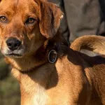 Pies do adopcji, Pieczyska, 25 marca 2026