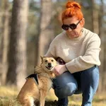 Pies do adopcji, Piła, 15 lutego 2026