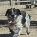 Pies do adopcji, Zgierz, 26 marca 2026