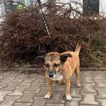 Znaleziono psa, Lublin, 26 marca 2026