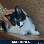 Kot do adopcji, Ciosny, 8 stycznia 2021