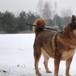 Pies do adopcji, Ciosny, 10 maja 2024