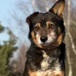 Pies do adopcji, Pieczyska, 26 marca 2026