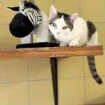 Kot do adopcji, Wrocław, 1 września 2025