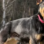 Pies do adopcji, Pieczyska, 27 marca 2026