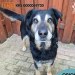 Pies do adopcji, Gdynia, 27 marca 2026