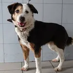 Znaleziono psa, Lublin, 27 marca 2026