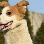 Pies do adopcji, Pieczyska, 27 marca 2026