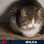 Kot do adopcji, Ciosny, 16 kwietnia 2021