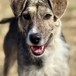 Pies do adopcji, Jelenia Góra, 7 marca 2026