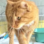 Znaleziono kota, Wrocław, 25 marca 2026