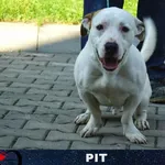 Pies do adopcji, Ciosny, 2 sierpnia 2022