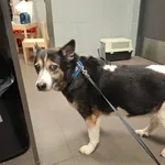 Znaleziono psa, Bydgoszcz, 25 marca 2026