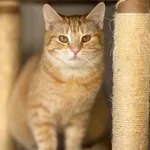 Kot do adopcji, Piła, 8 listopada 2025