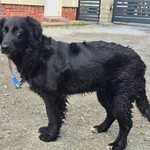 Pies do adopcji, Ropczyce, 27 marca 2026