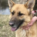 Pies do adopcji, Bełchatów, 14 lutego 2026