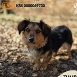 Pies do adopcji, Gdynia, 27 marca 2026