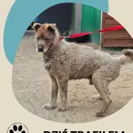 Znaleziono psa, Dąbrówka, 24 marca 2026