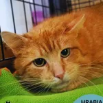 Kot do adopcji, Gdynia, 27 marca 2026