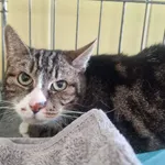 Kot do adopcji, Wrocław, 24 marca 2026