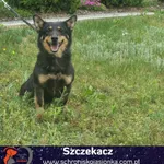 Pies do adopcji, Ciosny, 19 sierpnia 2022