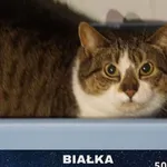 Białka