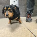 Znaleziono psa, Chełmek, 27 marca 2026