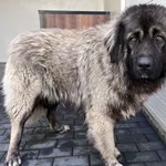 Imię: Przyjęty: 2026-03-11 Płeć: Pies Opis: kaukaz, szare Wiek w dniu przyjęcia: ok. 1 rok