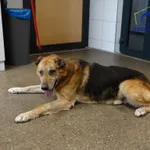 Znaleziono psa, Szczecin, 27 marca 2026