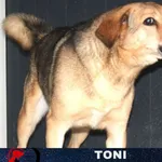 Toni