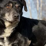 Pies do adopcji, Pieczyska, 26 marca 2026