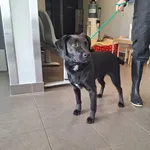 Znaleziono psa, Bydgoszcz, 24 marca 2026