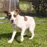 Pies do adopcji, Ropczyce, 27 marca 2026