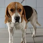 Znaleziono psa, Lublin, 26 marca 2026