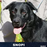 Pies do adopcji, Ciosny, 19 sierpnia 2022