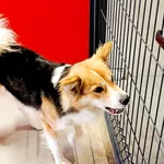 Znaleziono psa, Wałbrzych, 24 marca 2026