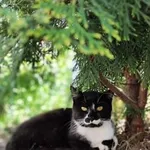 Kot do adopcji, Piła, 3 listopada 2025