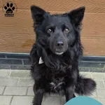 Znaleziono psa, Gdynia, 24 marca 2026