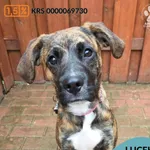 Pies do adopcji, Gdynia, 27 marca 2026