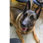 Pies do adopcji, Wrocław, 9 marca 2026