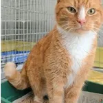 Znaleziono kota, Wrocław, 24 marca 2026