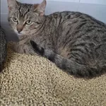 Znaleziono kota, Grudziądz, 26 marca 2026