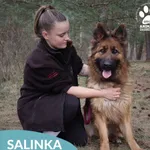 Pies do adopcji, Dąbrówka, 28 marca 2026