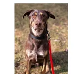 Pies do adopcji, Wrocław, 17 marca 2026