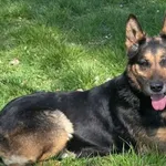 Pies do adopcji, Zgierz, 27 marca 2026